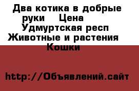 Два котика в добрые руки. › Цена ­ 100 - Удмуртская респ. Животные и растения » Кошки   